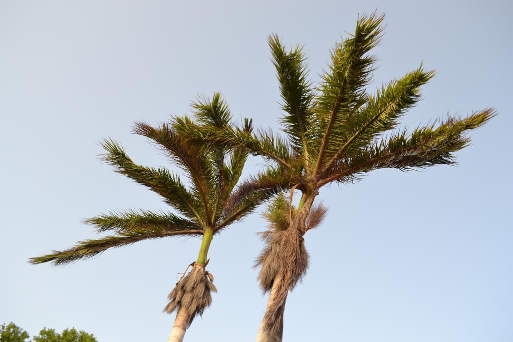 Palm Trees Apartments Willemstad Ruang foto