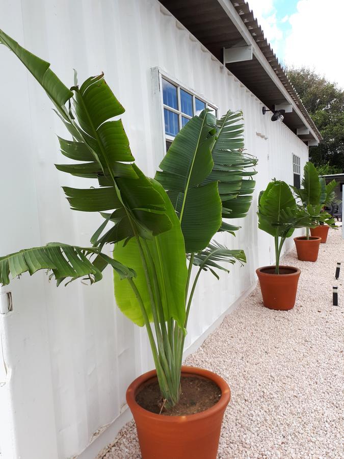 Palm Trees Apartments Willemstad Bagian luar foto
