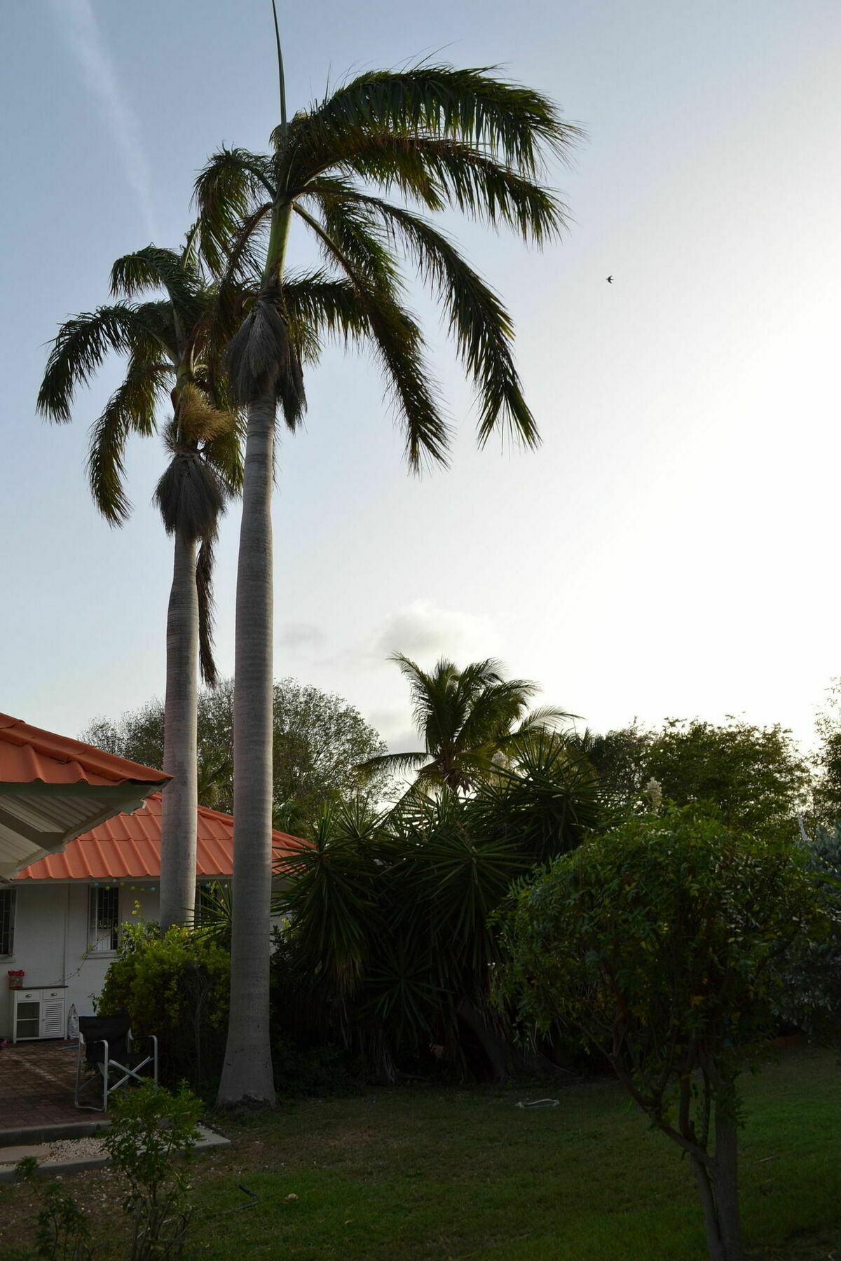 Palm Trees Apartments Willemstad Bagian luar foto