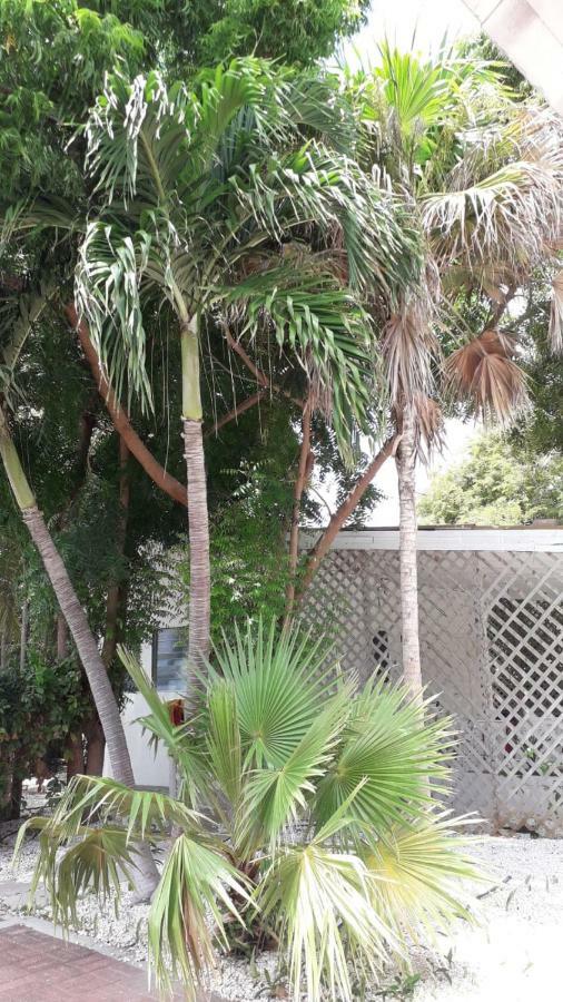 Palm Trees Apartments Willemstad Bagian luar foto